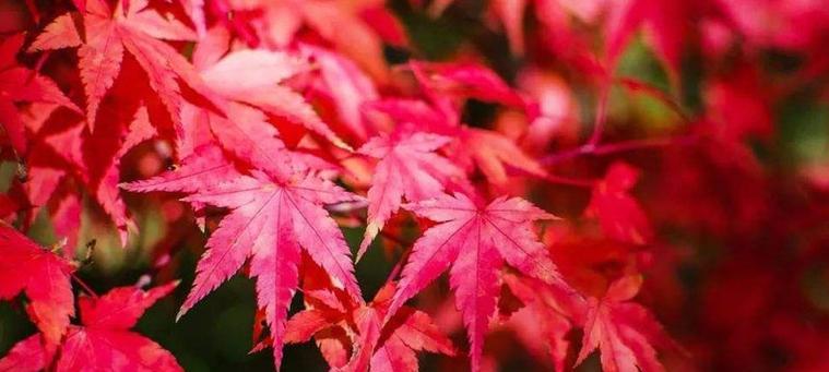 红枫花语之爱情浪漫（秋意渐浓）