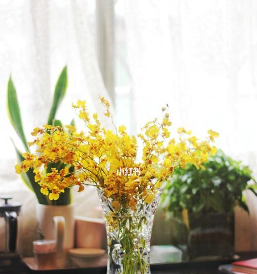 跳舞兰的花语（探寻跳舞兰的花语与含义）