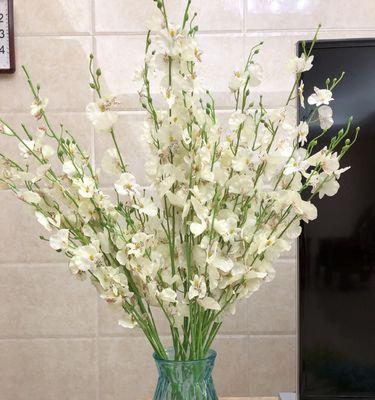 跳舞兰的花语（探寻跳舞兰的花语与含义）