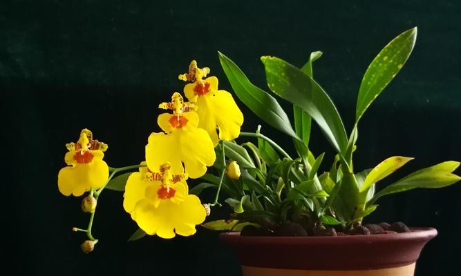 跳舞兰的花语（探寻跳舞兰的花语与含义）
