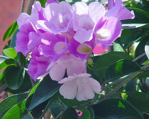 蒜是否会开花（探究蒜花的开花时间和原因）