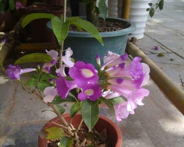 蒜是否会开花（探究蒜花的开花时间和原因）