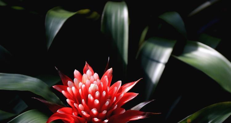 凤梨花——生命力与希望的象征(凤梨花的花语和文化内涵)