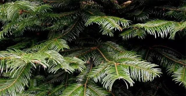 杉树——裸子植物之一（认识杉树）