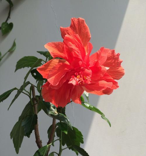 扶桑花的花语和含义（揭秘扶桑花的深意）