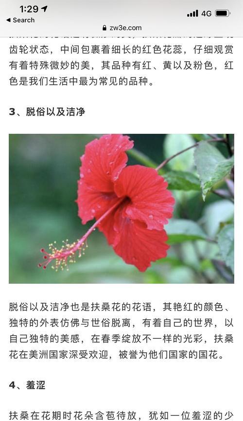 扶桑花的花语和含义（揭秘扶桑花的深意）