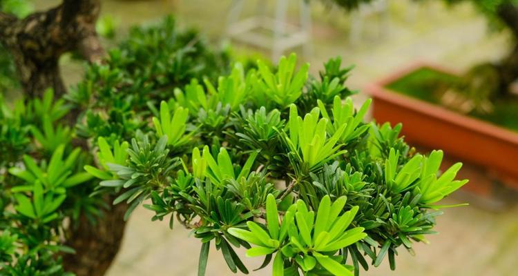 以象征奉献的植物（大自然中的奉献精神与植物之美）