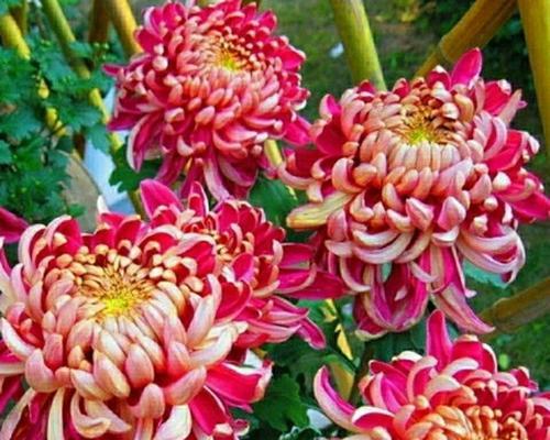 秋天花开，优雅的菊花（探秋寻菊）