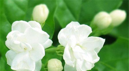 茉莉的花语与寓意(茉莉花的香气和美丽给我们带来了什么) 茉莉的花语与寓意(茉莉花的香气和美丽给我们带来了什么)