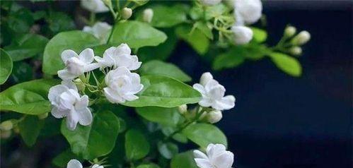 茉莉的花语与寓意(茉莉花的香气和美丽给我们带来了什么) 茉莉的花语与寓意(茉莉花的香气和美丽给我们带来了什么)