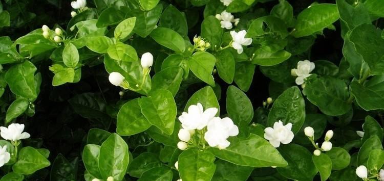 茉莉的花语与寓意（茉莉花的香气和美丽给我们带来了什么）