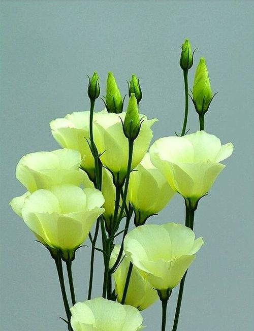 洋桔梗的花语之白色花朵的意义（洋桔梗花语中白色花朵所代表的特殊含义）