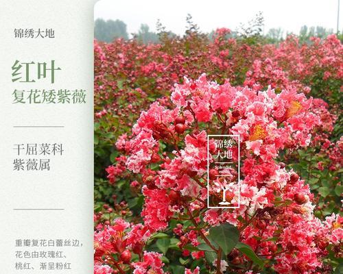 苗木地径意义重大的植物学概念（探究苗木地径对植物生长发育的影响及其相关研究）