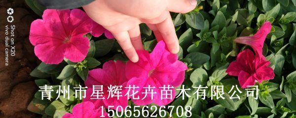 苗木地径意义重大的植物学概念（探究苗木地径对植物生长发育的影响及其相关研究）