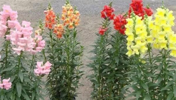 金鱼草的花语与寓意(了解金鱼草的象征意义)