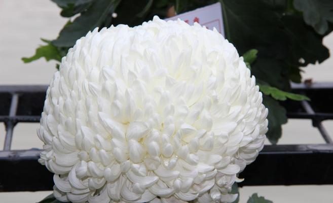 白菊花的寓意与象征——净化心灵的花（纯洁无瑕）