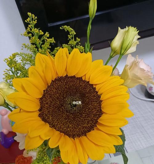 向阳花的花语与寓意（探寻向阳花的美丽与力量）