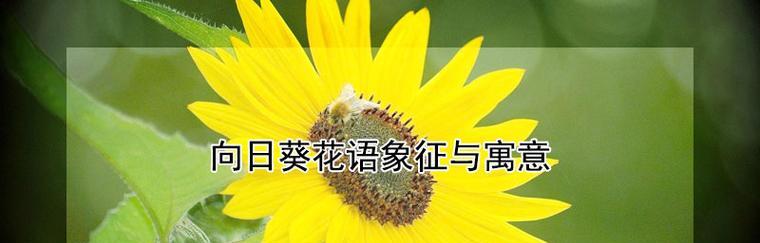 向阳花的花语与寓意（探寻向阳花的美丽与力量）