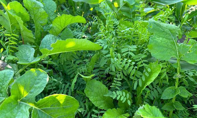 豌豆——一种优秀的蔬菜作物（了解豌豆的科学分类）