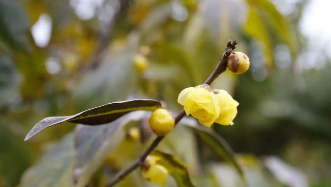 腊梅开花时间及养护技巧（冬季花园美景）