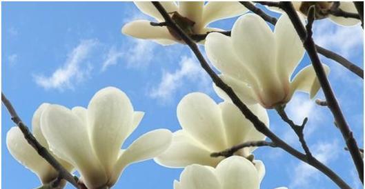 白玉兰花语的美丽与深意（探索白玉兰花语的内涵与象征）