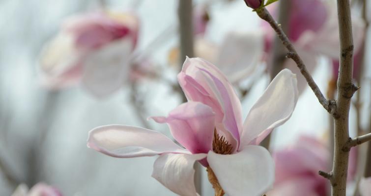 白玉兰花语的美丽与深意（探索白玉兰花语的内涵与象征）