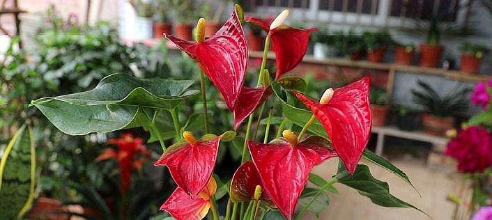 火鹤花语（火鹤花语的意义）