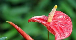 火鹤花语（火鹤花语的意义）