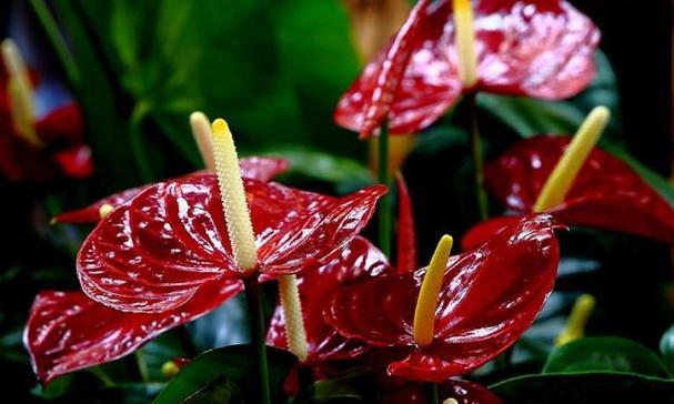 火鹤花语（火鹤花语的意义）