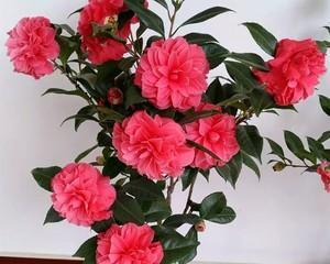 茶花四季开花的美丽奇迹(探寻茶花长青之道) 茶花四季开花的美丽奇迹(探寻茶花长青之道)