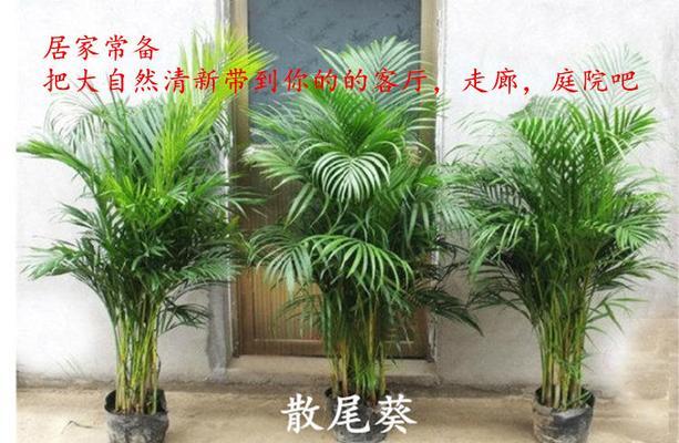 散尾葵的土壤要求与种植技巧(怎样配土能让散尾葵长得更健康)