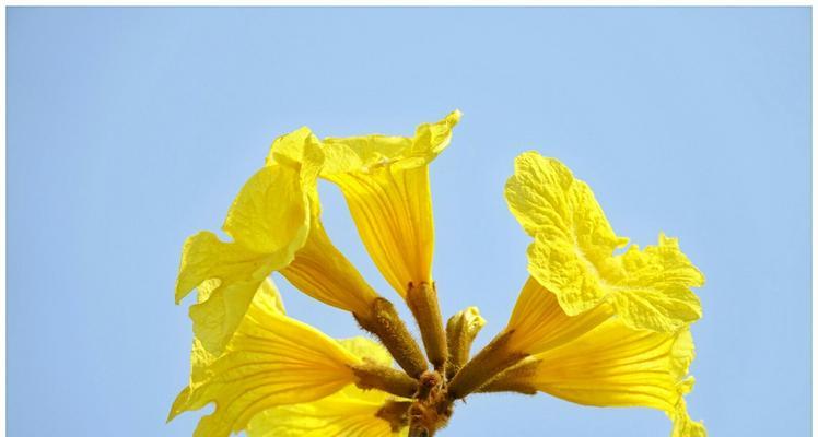 黄花风铃木（探索黄花风铃木的花语与意义）