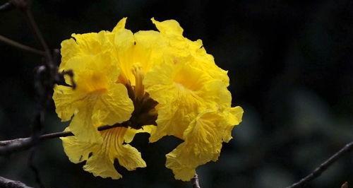 黄花风铃木（探索黄花风铃木的花语与意义）