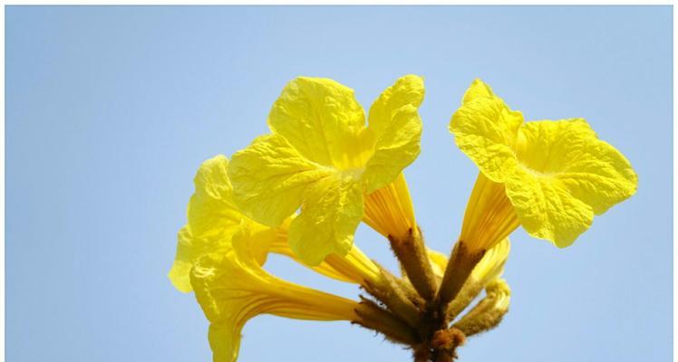 黄花风铃木（探索黄花风铃木的花语与意义）
