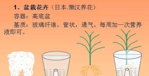 如何正确浇水无花果树(无花果树浇水需要注意的几点和技巧) 如何正确浇水无花果树(无花果树浇水需要注意的几点和技巧)