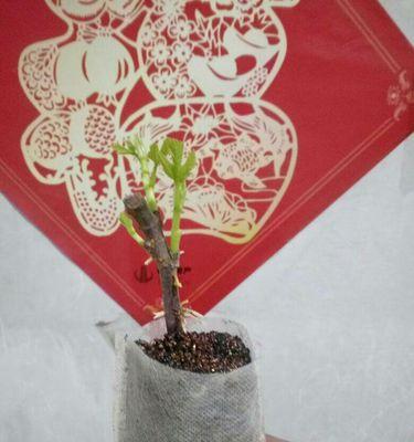 如何正确浇水无花果树(无花果树浇水需要注意的几点和技巧) 如何正确浇水无花果树(无花果树浇水需要注意的几点和技巧)