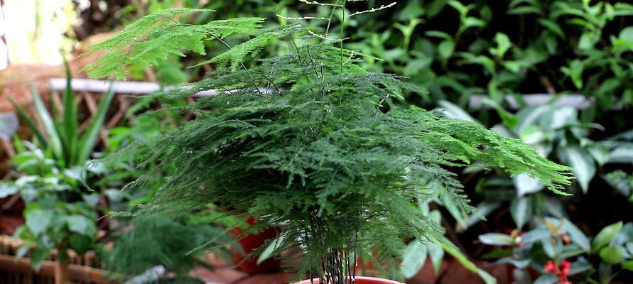 文竹的养殖方法和注意事项(做好养护让文竹绿意盎然) 文竹的养殖方法和注意事项(做好养护让文竹绿意盎然)