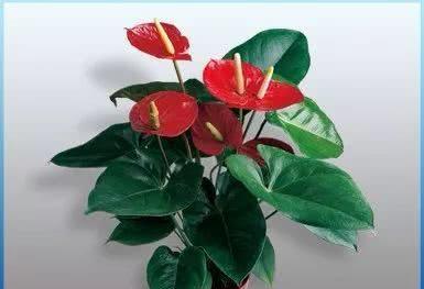 平安之花——菊花花语（揭秘菊花所代表的平安花语及其文化内涵）