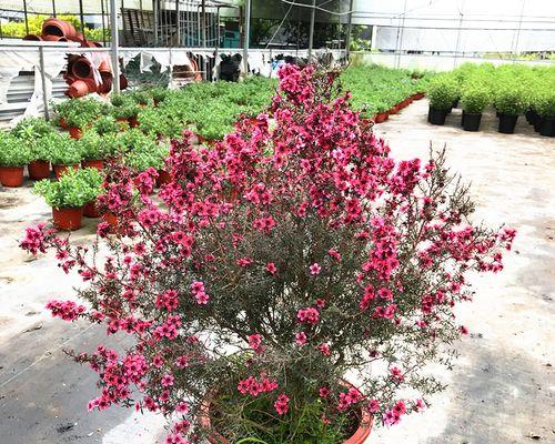 松红梅不开花的原因及处理方法(如何使松红梅开花)_花植网