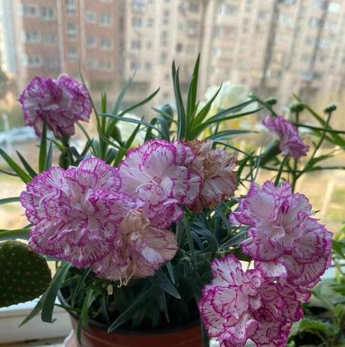 康乃馨冬季开花的奇迹（冬季康乃馨开花的秘密与方法）