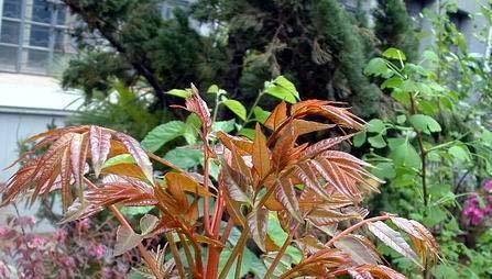 香椿开花的季节（揭秘香椿花的花期与开花的条件）