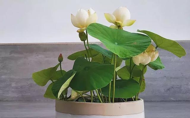 碗莲水培养殖方法（学会这些技巧）