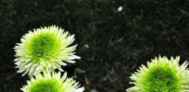 为什么菊花不开花(探究菊花不开花的原因及解决方法) 为什么菊花不开花(探究菊花不开花的原因及解决方法)