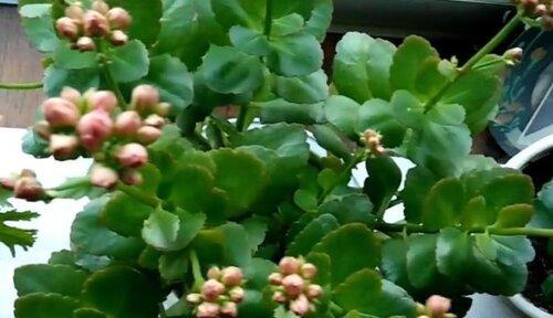 为什么菊花不开花(探究菊花不开花的原因及解决方法) 为什么菊花不开花(探究菊花不开花的原因及解决方法)