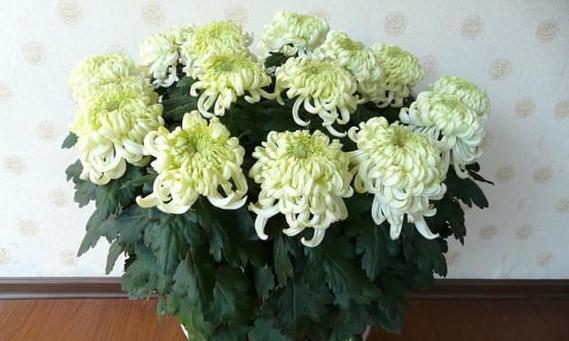 为什么菊花不开花(探究菊花不开花的原因及解决方法)