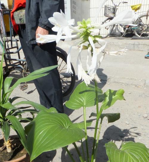 探秘玉簪（从草本到木本）