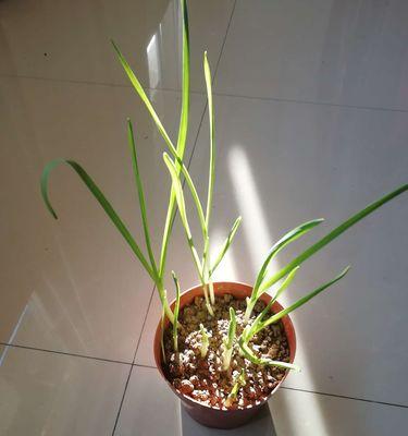 山东大蒜成熟时间（揭秘山东大蒜成熟的时节和产地）