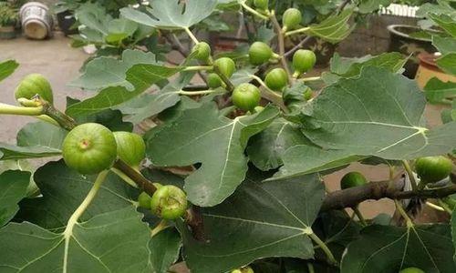 无花果生长速度解析（一年生长多高）