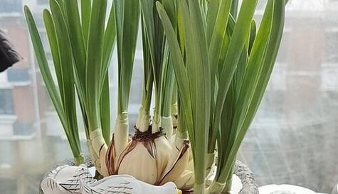 水仙花的特性和养护方法（了解水仙花的毒性）