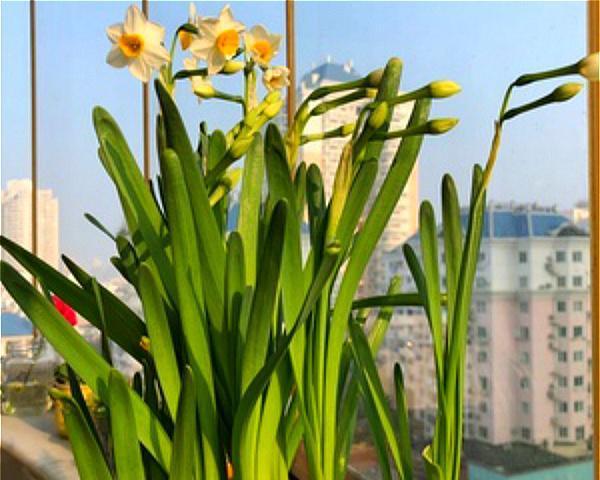 水仙花的特性和养护方法(了解水仙花的毒性) 水仙花的特性和养护方法(了解水仙花的毒性)